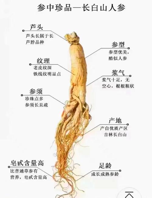 人参产品概述：种类、培植方法及采收要点全解析