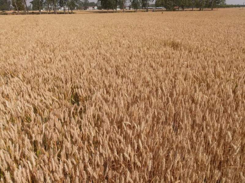 定了！2025 年及 2026 年小麦最低收购价每斤涨一分，走势如何？