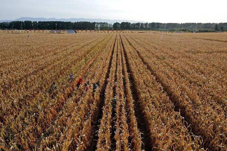 山东玉米机收率达71.5% ，全国率先基本实现生产全过程机械化