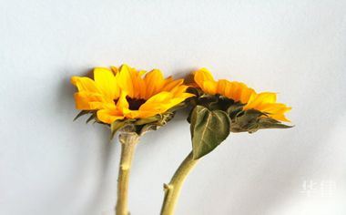 购买公司原始股上市后收益方式及买卖合规性说明